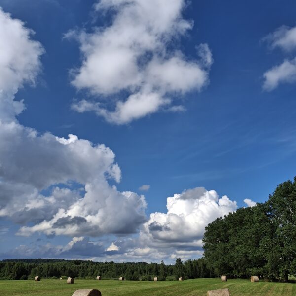 Pļava