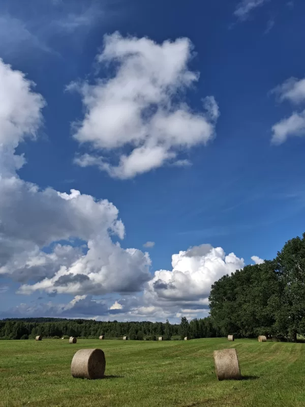 Pļava
